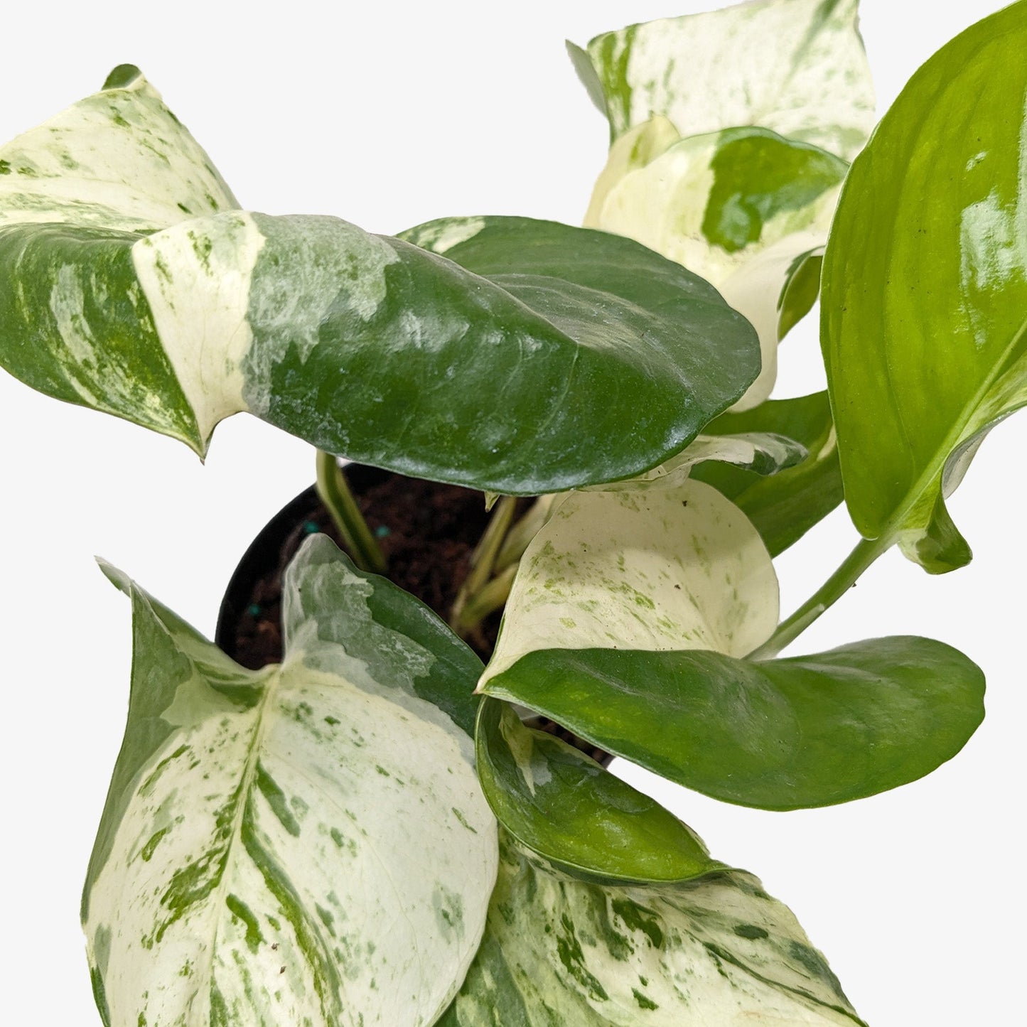 Pothos Manjula | Variegated Trailing Plant with Marble Leaves | Ardent Gardeners