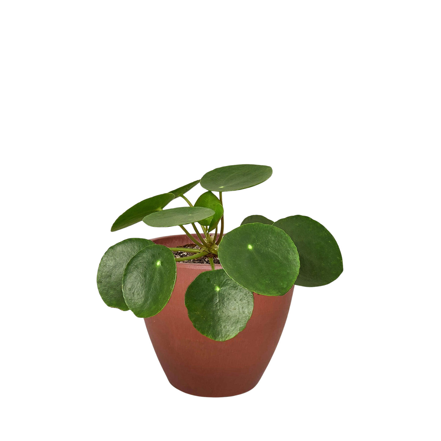 Pilea Peperomioides Chinese Money Plant | Easy Care Coin-Shaped Leaves | Ardent Gardeners