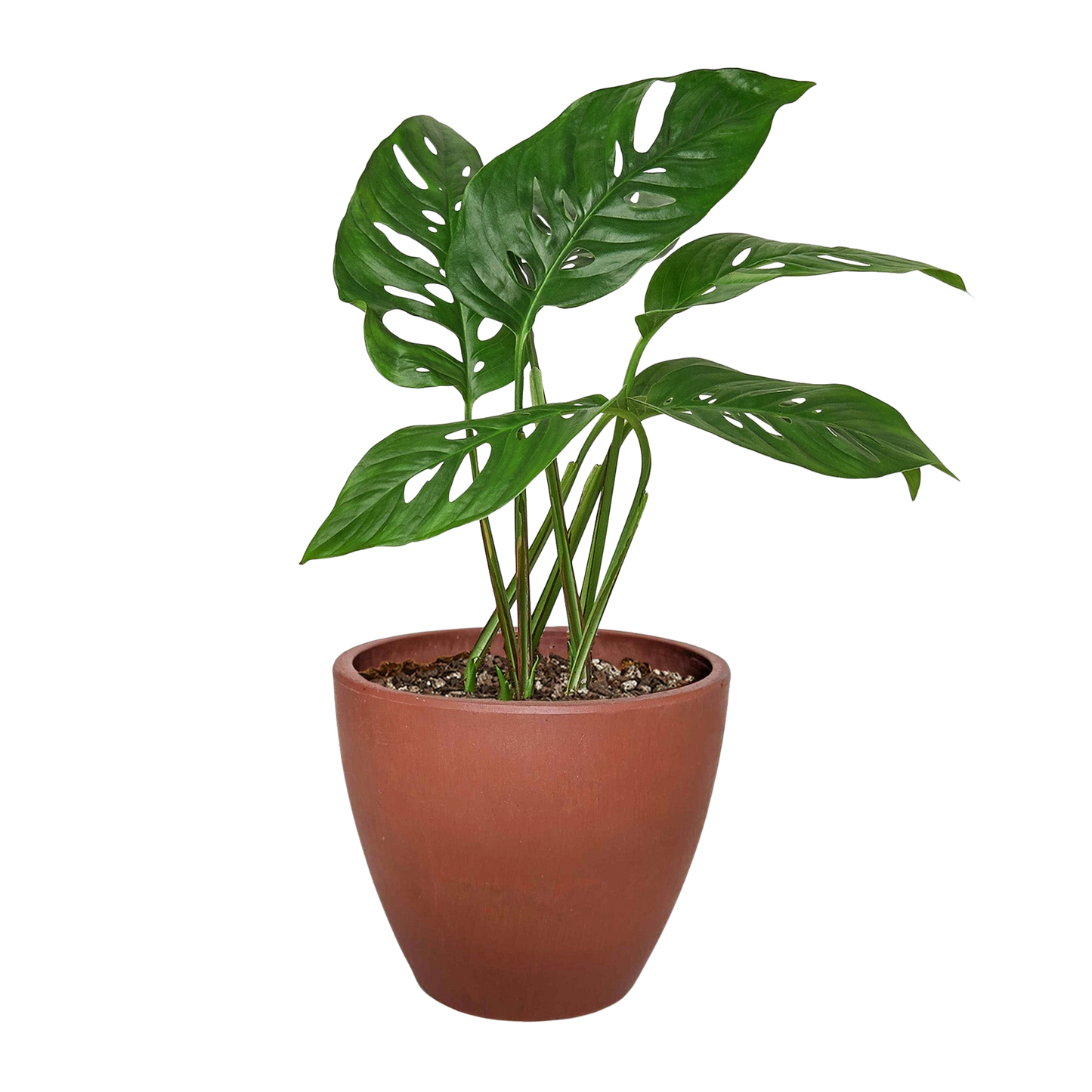 Monstera Adansonii Swiss Cheese | Easy Care Vining Plant | Ardent Gardeners