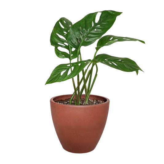 Monstera Adansonii Swiss Cheese | Easy Care Vining Plant | House Plant Shop