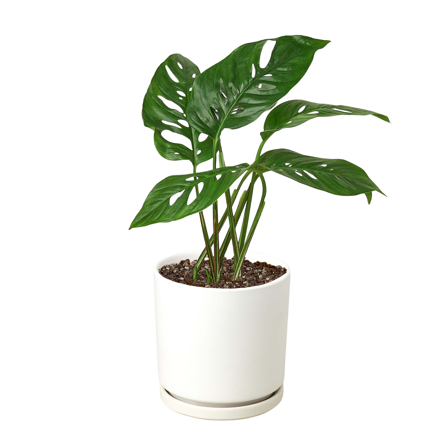 Monstera Adansonii Swiss Cheese | Easy Care Vining Plant | Ardent Gardeners