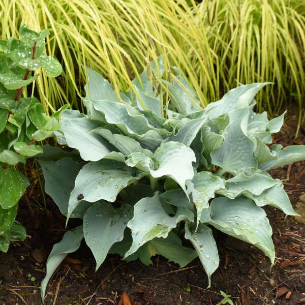 Hosta ‘Dancing with Dragons’