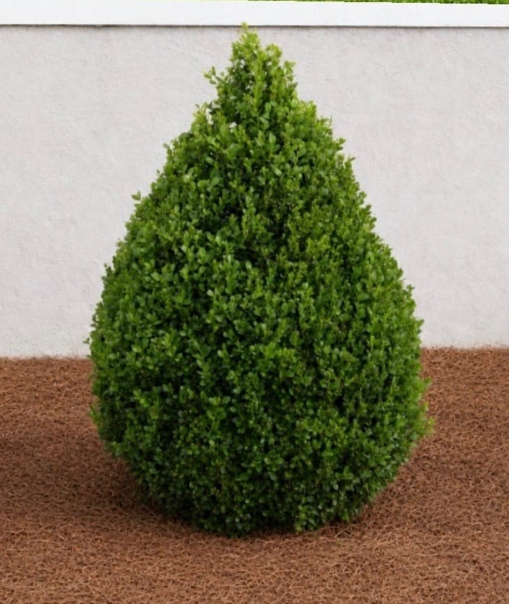 Winter Rocket Boxwood | Fast-Growing Upright Evergreen Shrub