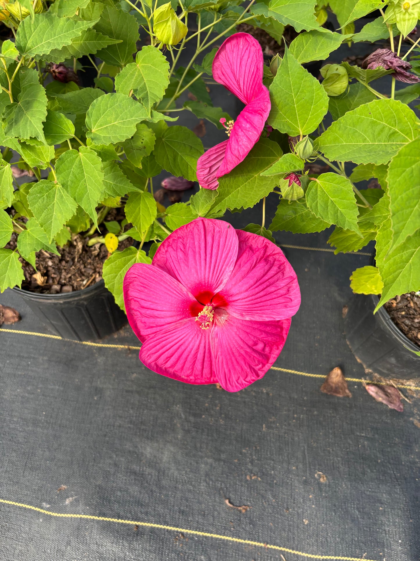 Luna Rose Hibiscus | Hibiscus moscheutos 'Luna Rose'