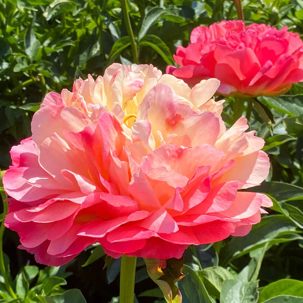 Peonies Perennials | Paeonia lactiflora & hybrids