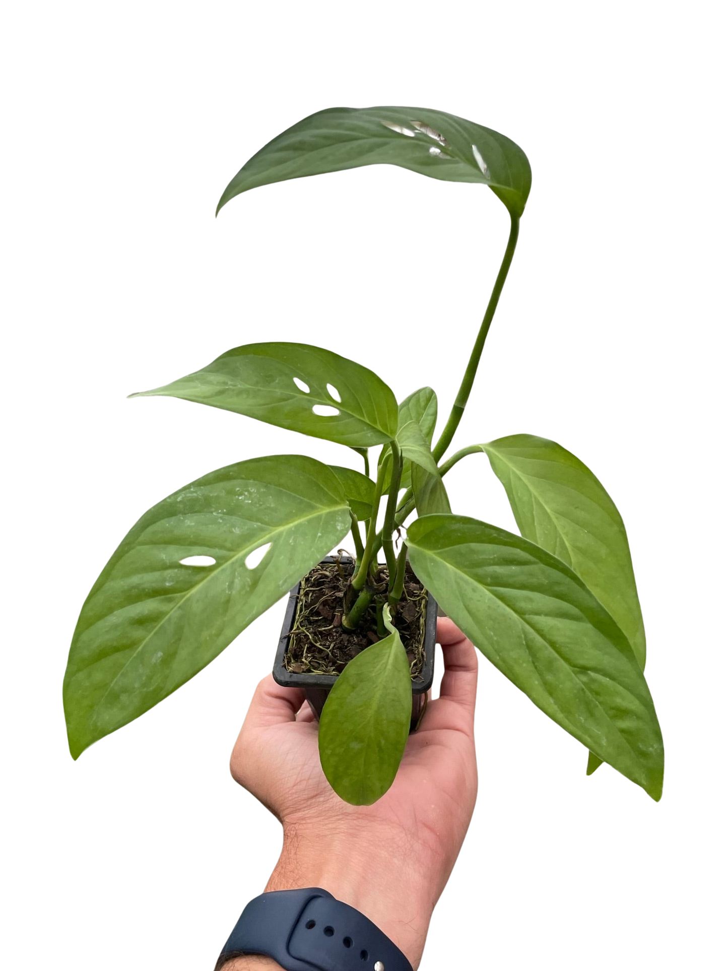 Monstera Adansonii Swiss Cheese | Easy Care Vining Plant | Ardent Gardeners