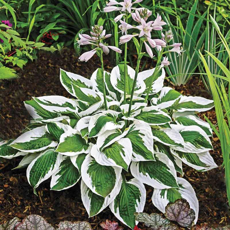 Patriot Hosta | Hosta x 'Patriot'