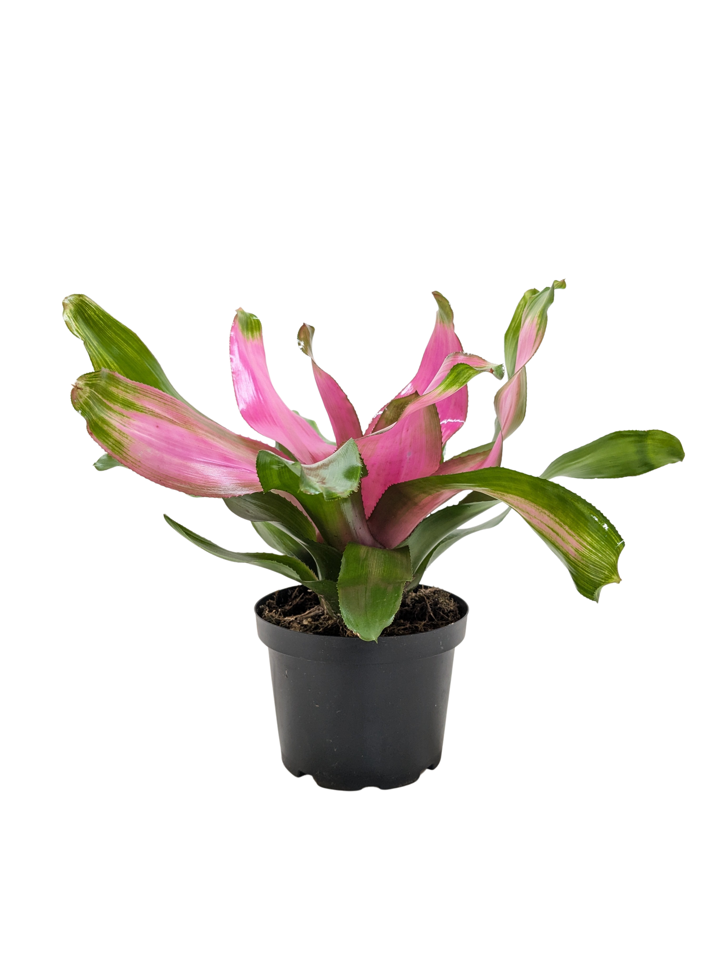 Bromeliad Donna | Pink Flowering Tropical Plant | Ardent Gardeners