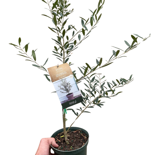 Olive Tree (Olea europaea)