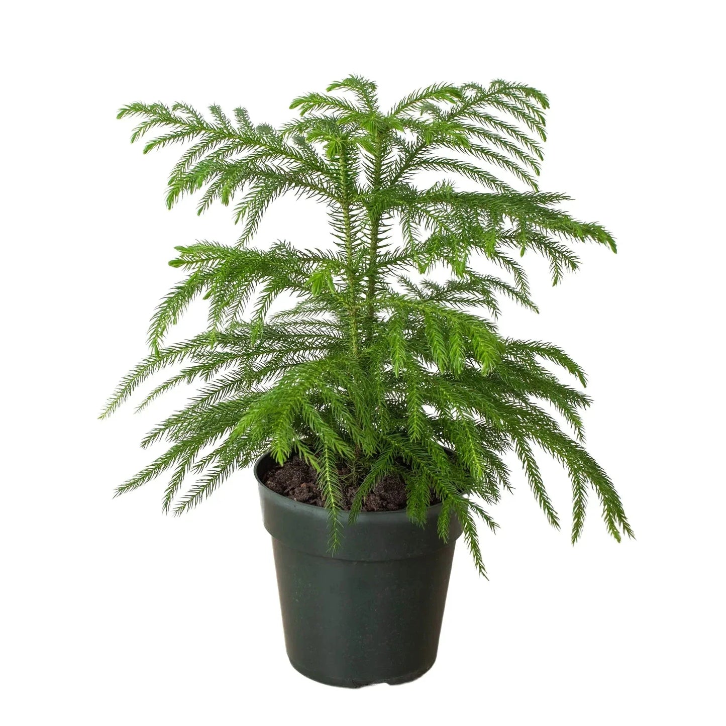 Norfolk Island Pine