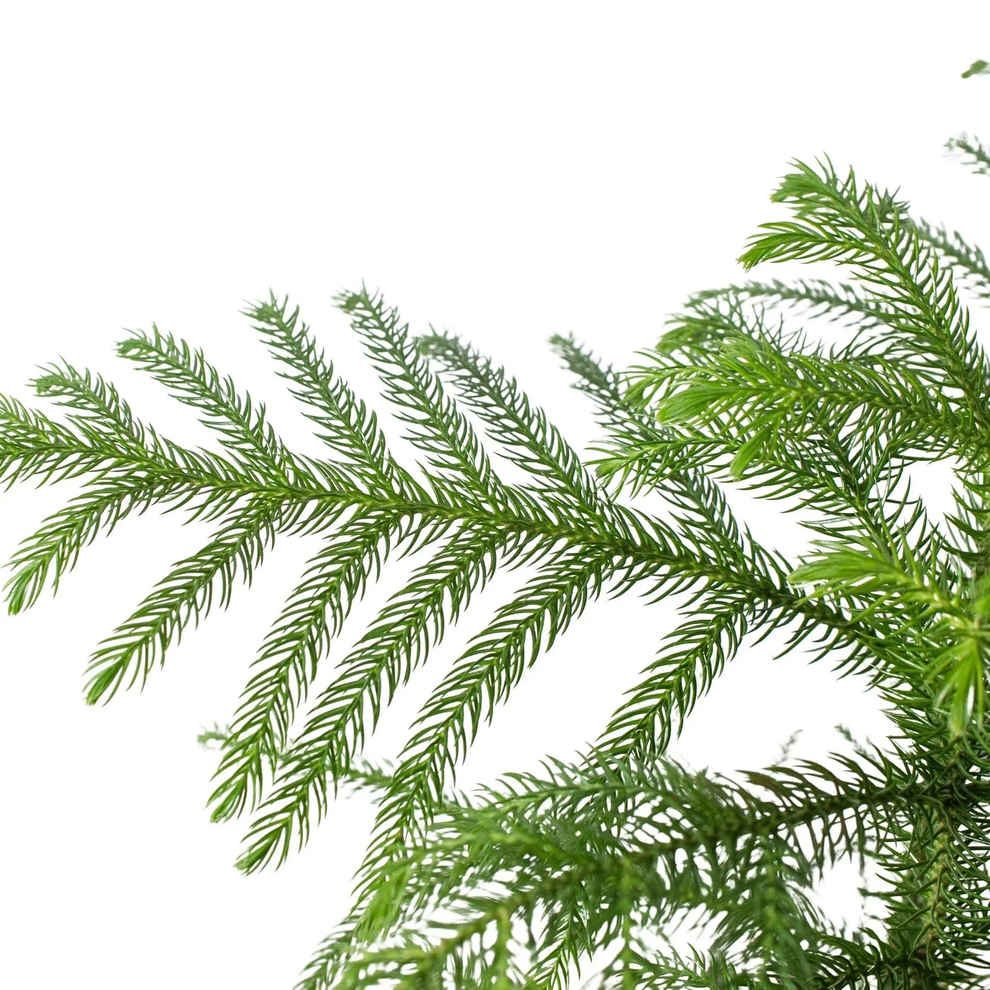 Norfolk Island Pine
