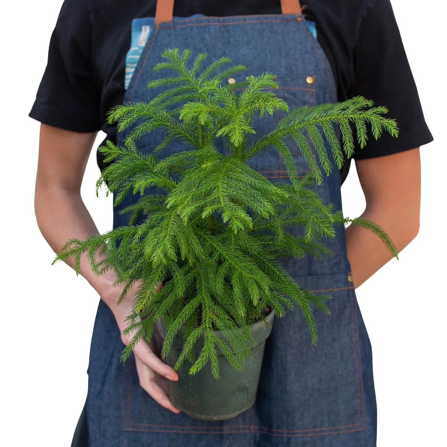 Norfolk Island Pine