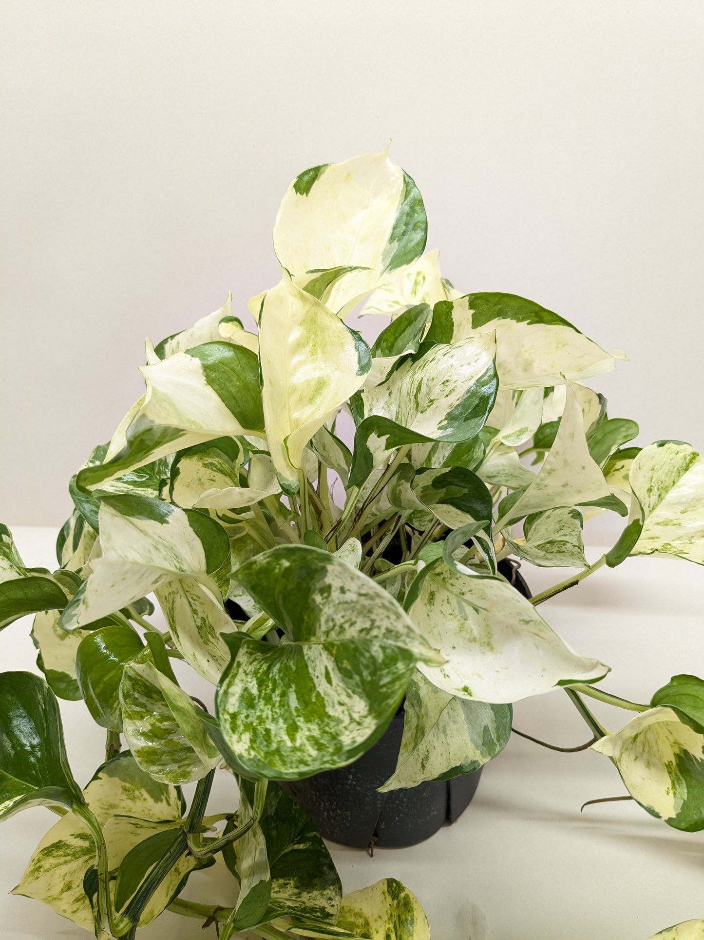 Pothos Manjula | Variegated Trailing Plant with Marble Leaves | Ardent Gardeners