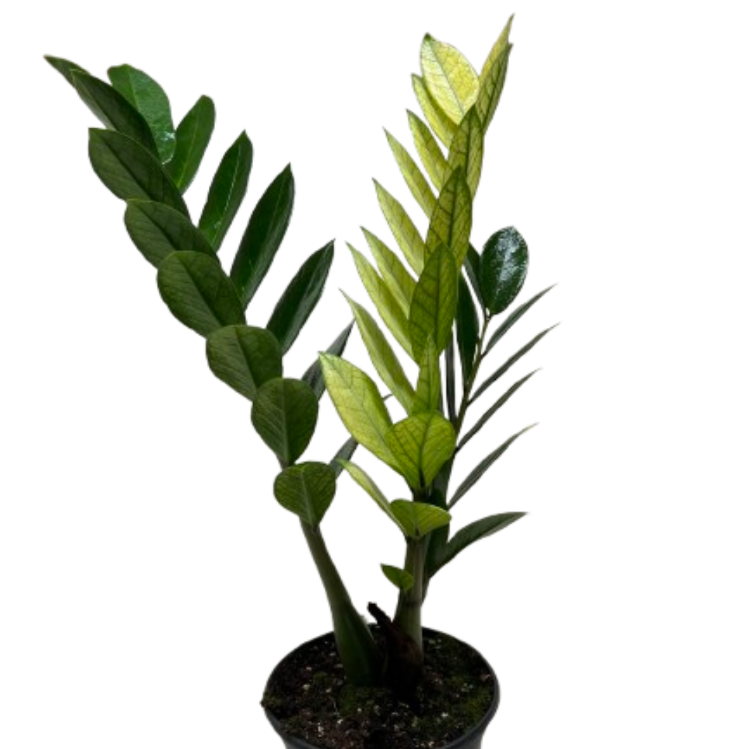 Zamioculcas 'Chameleon' ZZ Plant