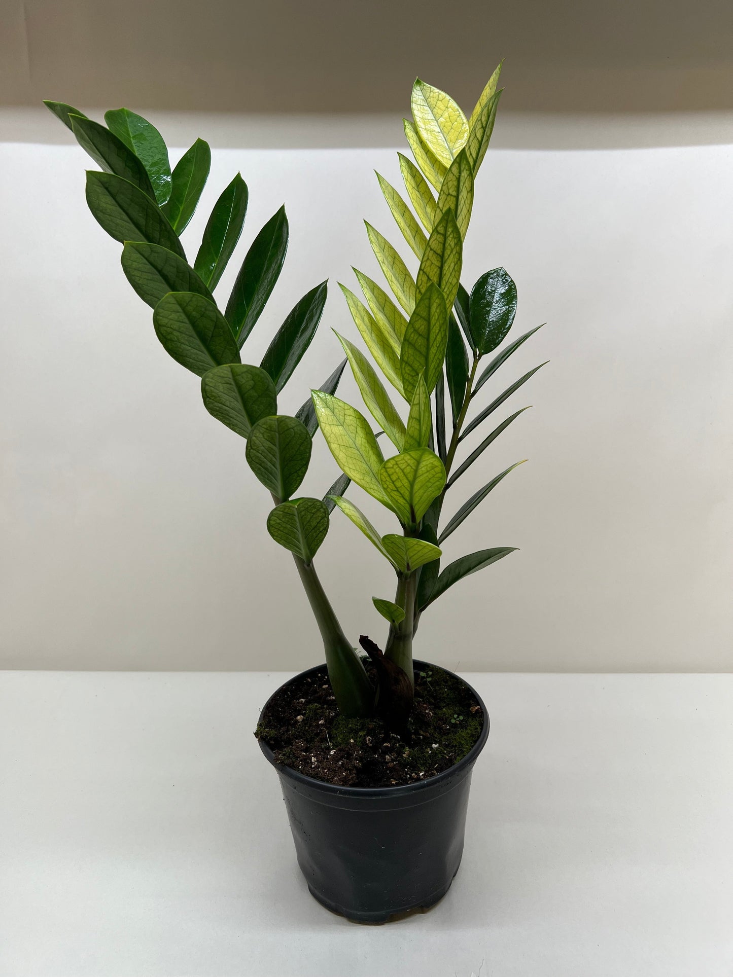 Zamioculcas 'Chameleon' ZZ Plant