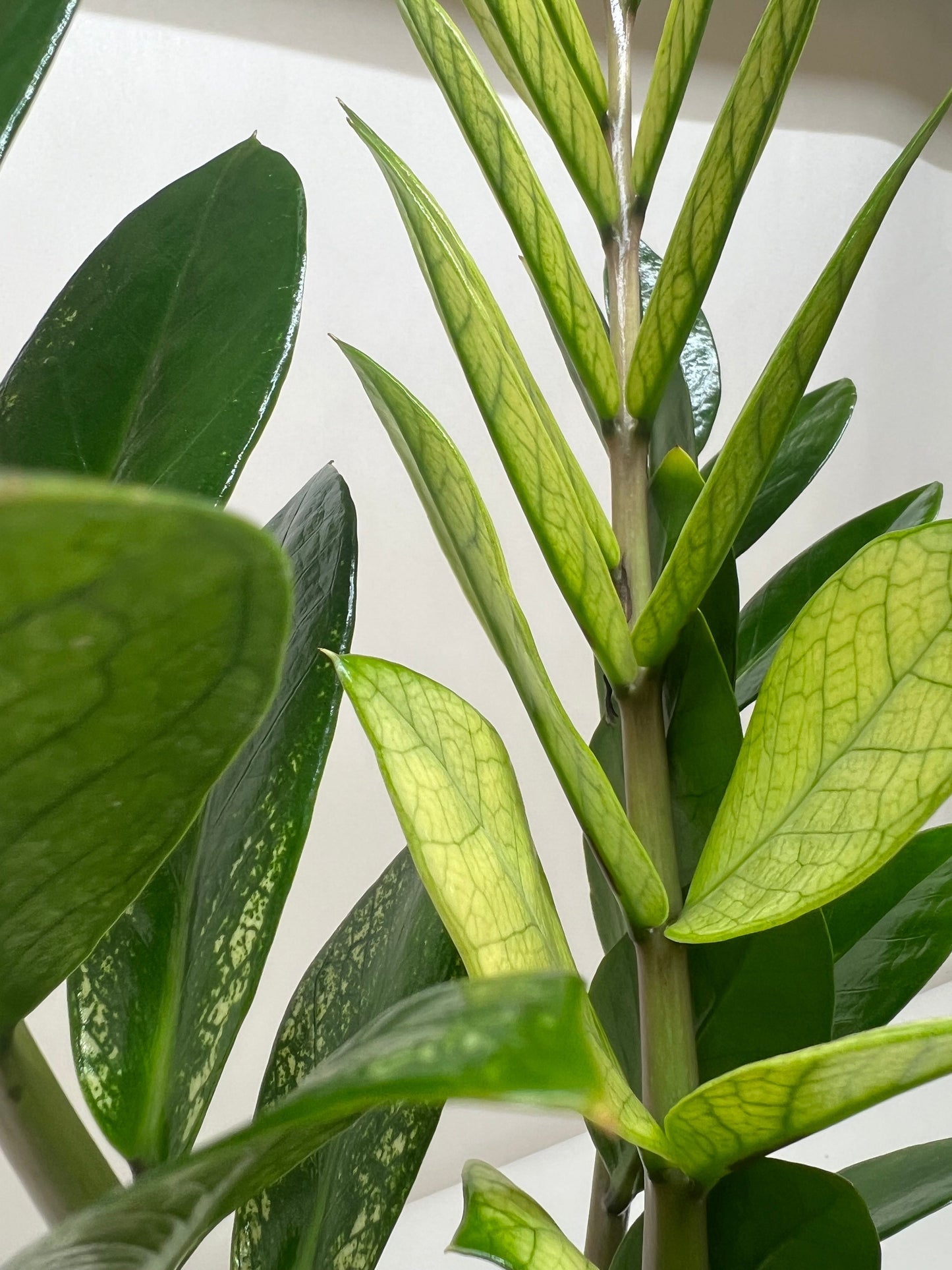 Zamioculcas 'Chameleon' ZZ Plant
