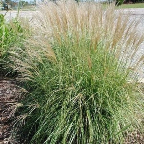 Fire Dragon Maiden Grass | Miscanthus sinensis 'Fire Dragon'