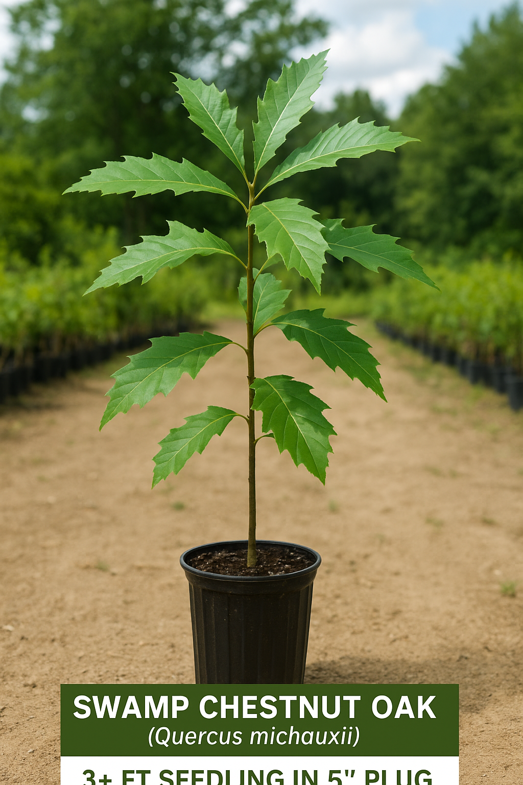 Swamp Chestnut Oak | Quercus michauxii