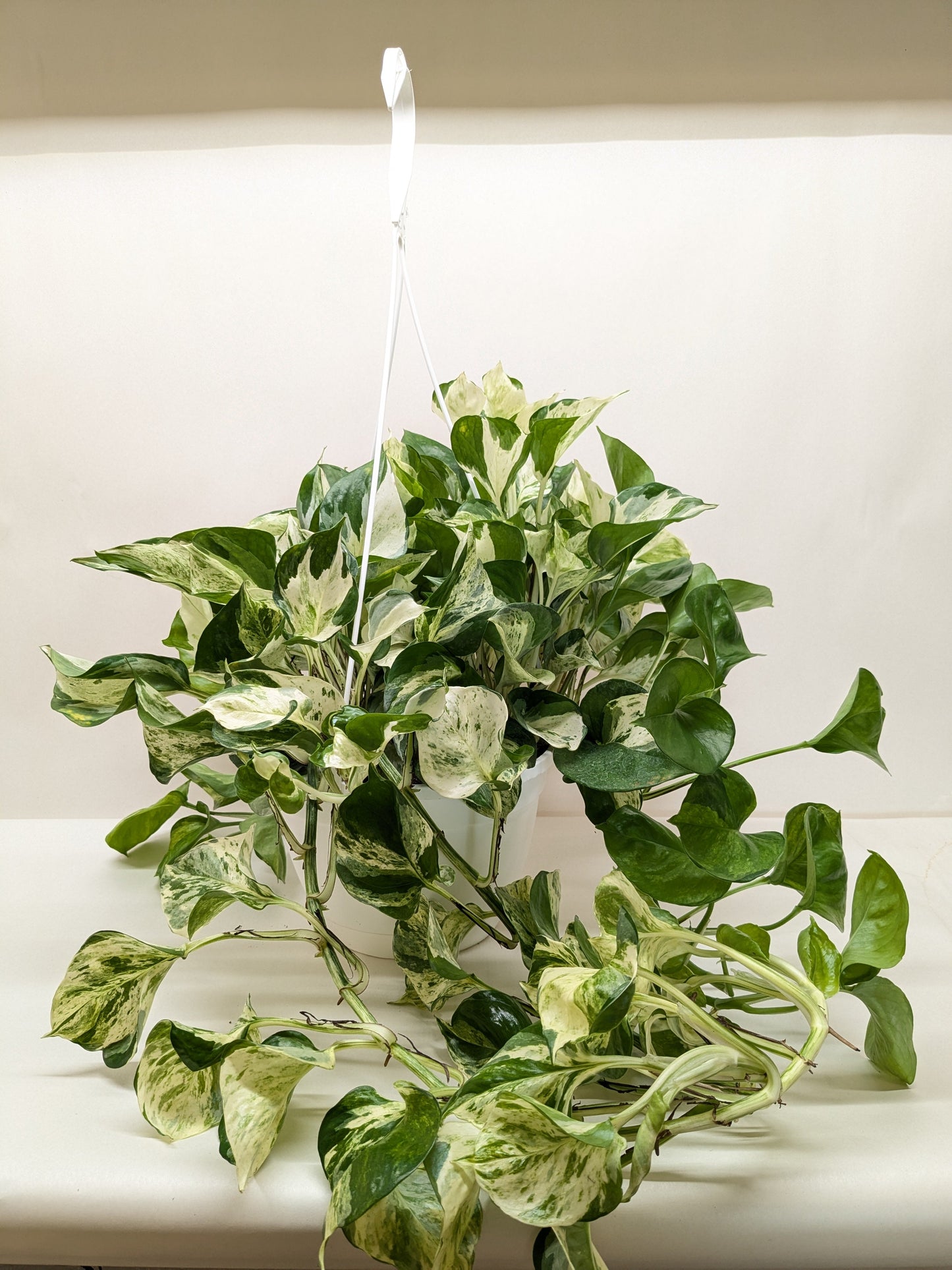 Pothos Manjula | Variegated Trailing Plant with Marble Leaves | Ardent Gardeners