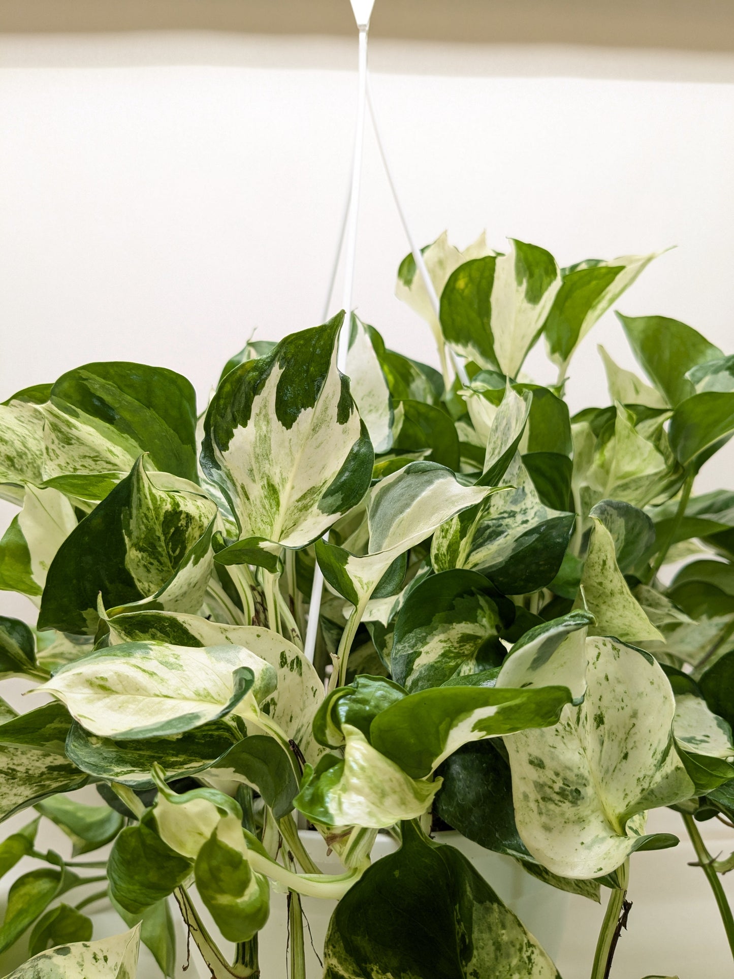 Pothos Manjula | Variegated Trailing Plant with Marble Leaves | Ardent Gardeners