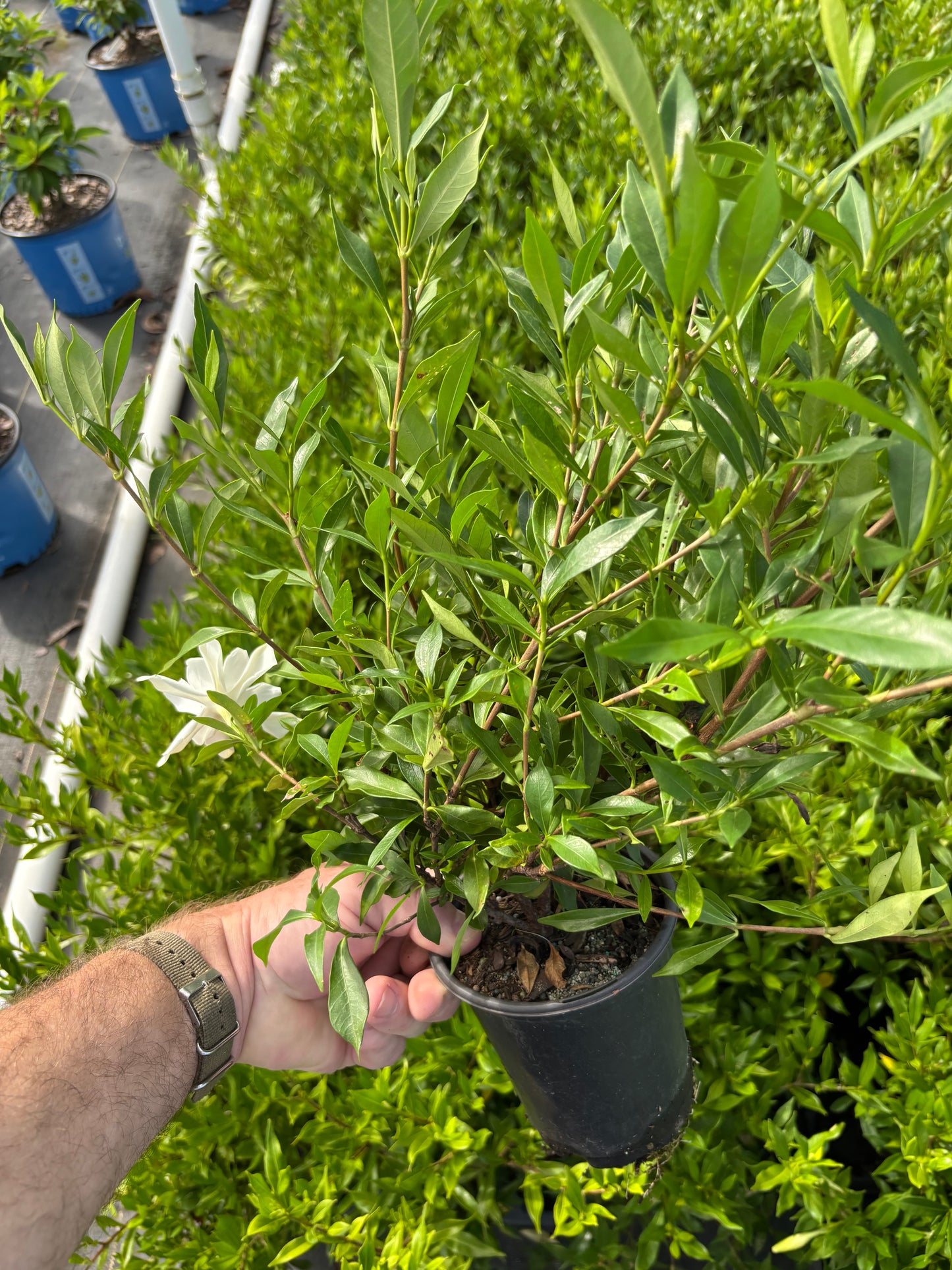 Frost-Proof Gardenia | Gardenia jasminoides ‘Frostproof’