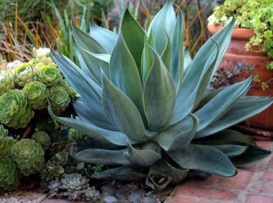 Blue Flame Agave | Agave 'Blue Flame'