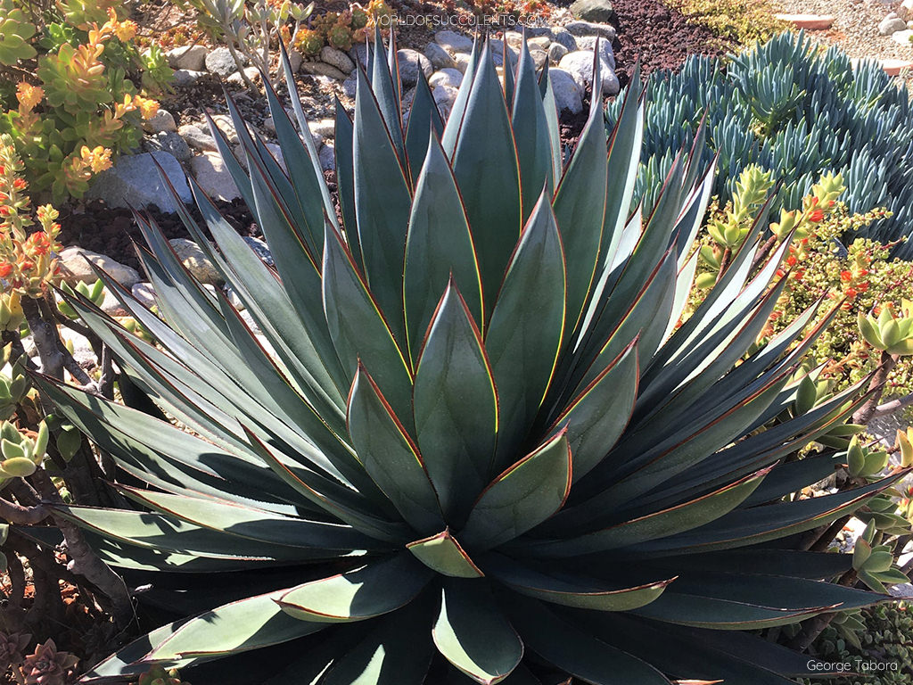 Agave ‘Blue Glow’ – Blue-Green Rosette Succulent | Ardent Gardeners