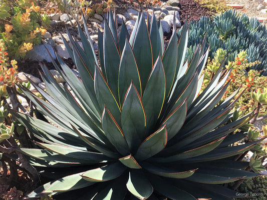 Agave ‘Blue Glow’ – Blue-Green Rosette Succulent | Ardent Gardeners