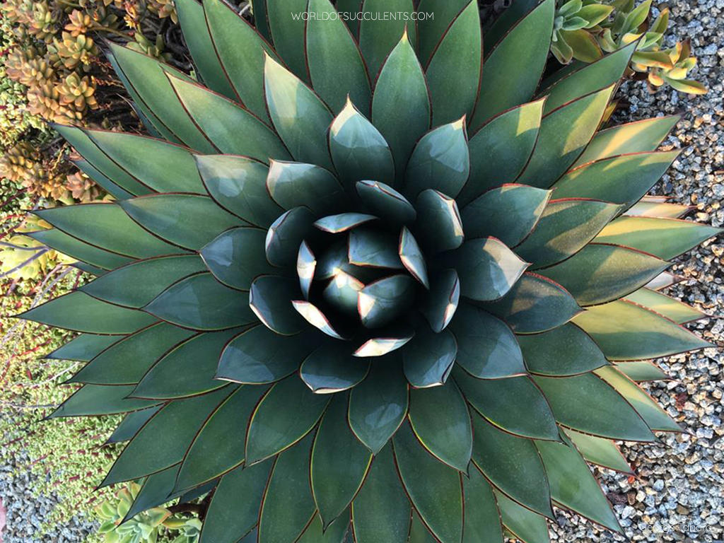 Agave ‘Blue Glow’ – Blue-Green Rosette Succulent | Ardent Gardeners