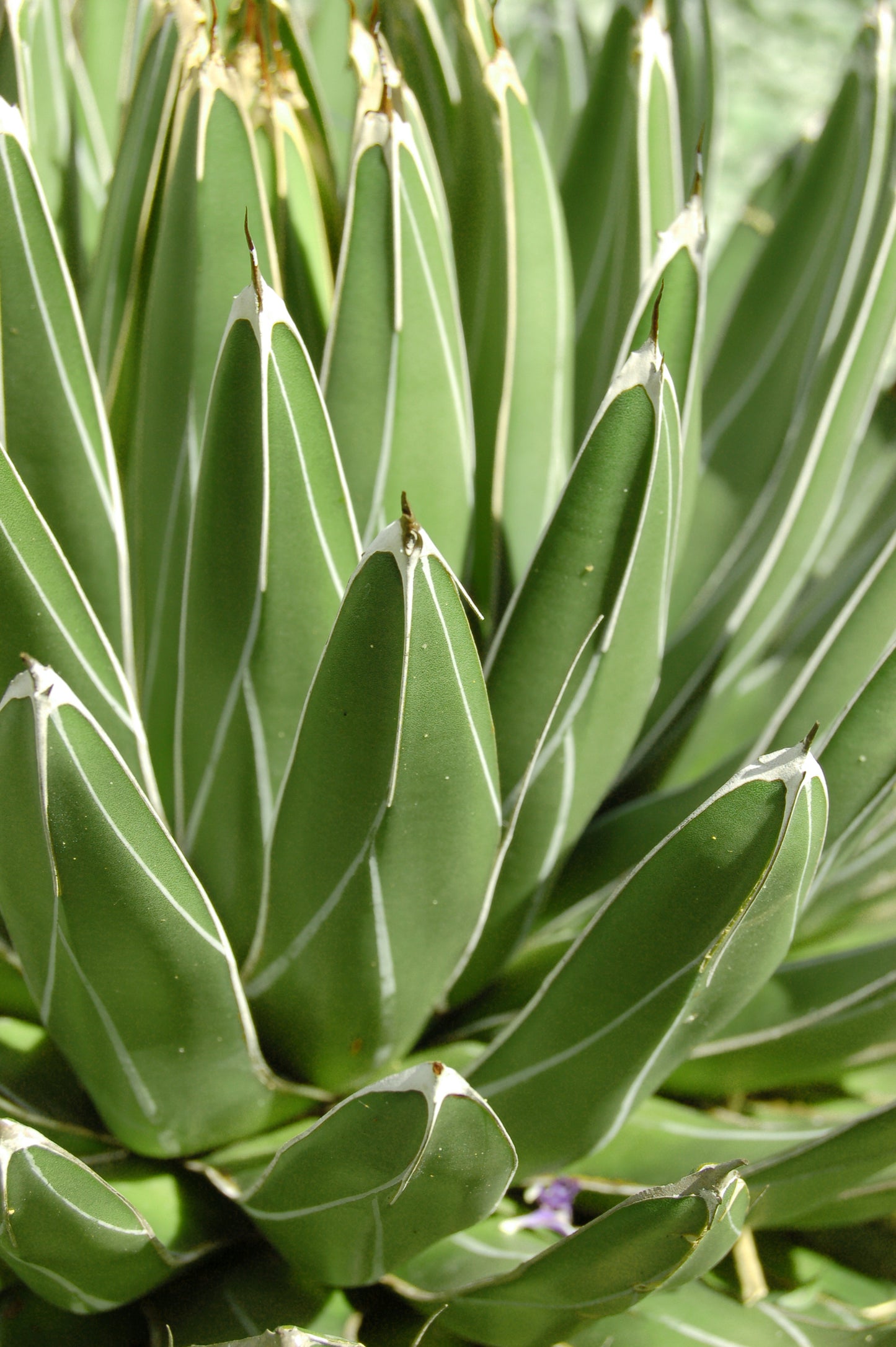 Agave 'Queen Victoria' | Agave victoriae-reginae