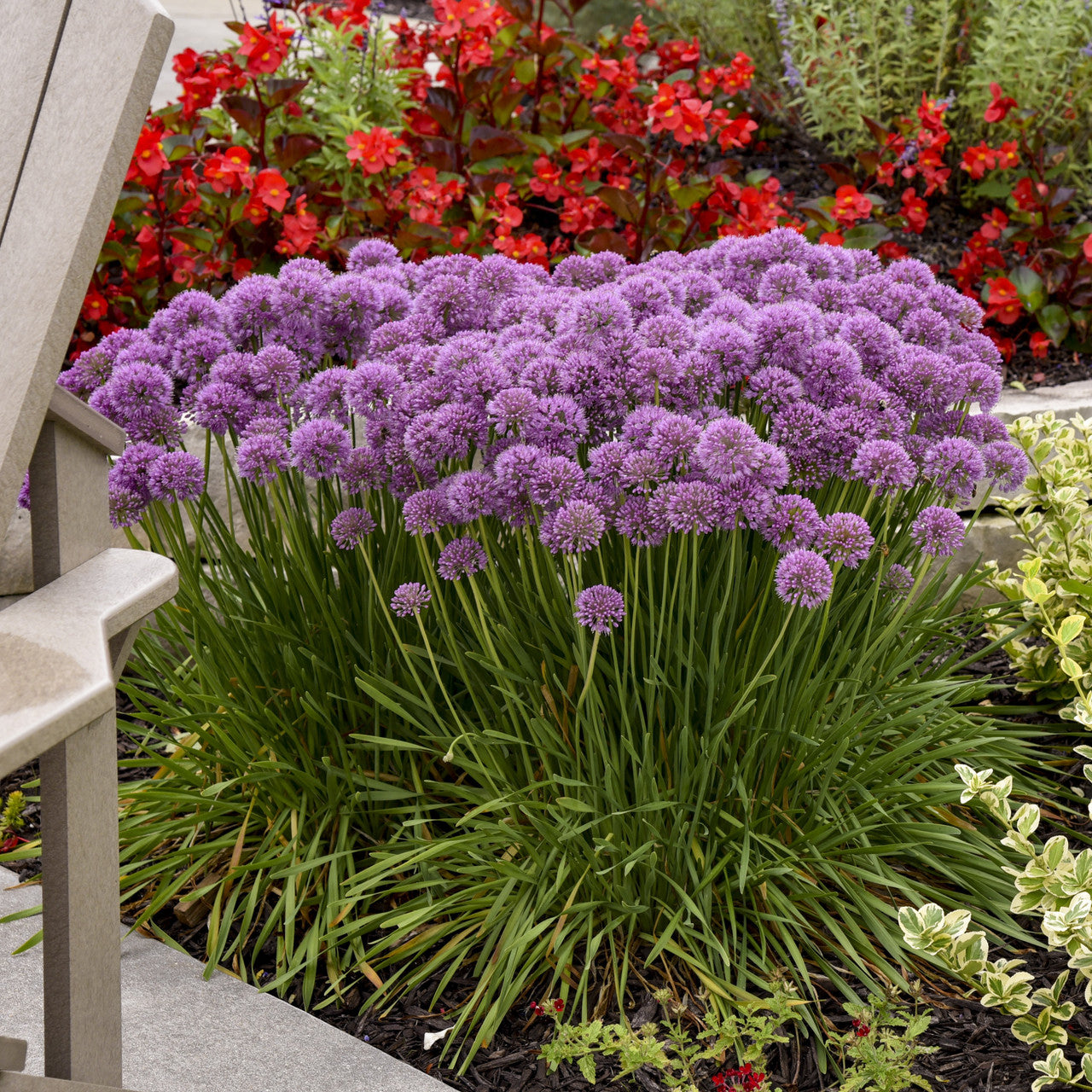 'Serendipity' Allium - Premium Quart