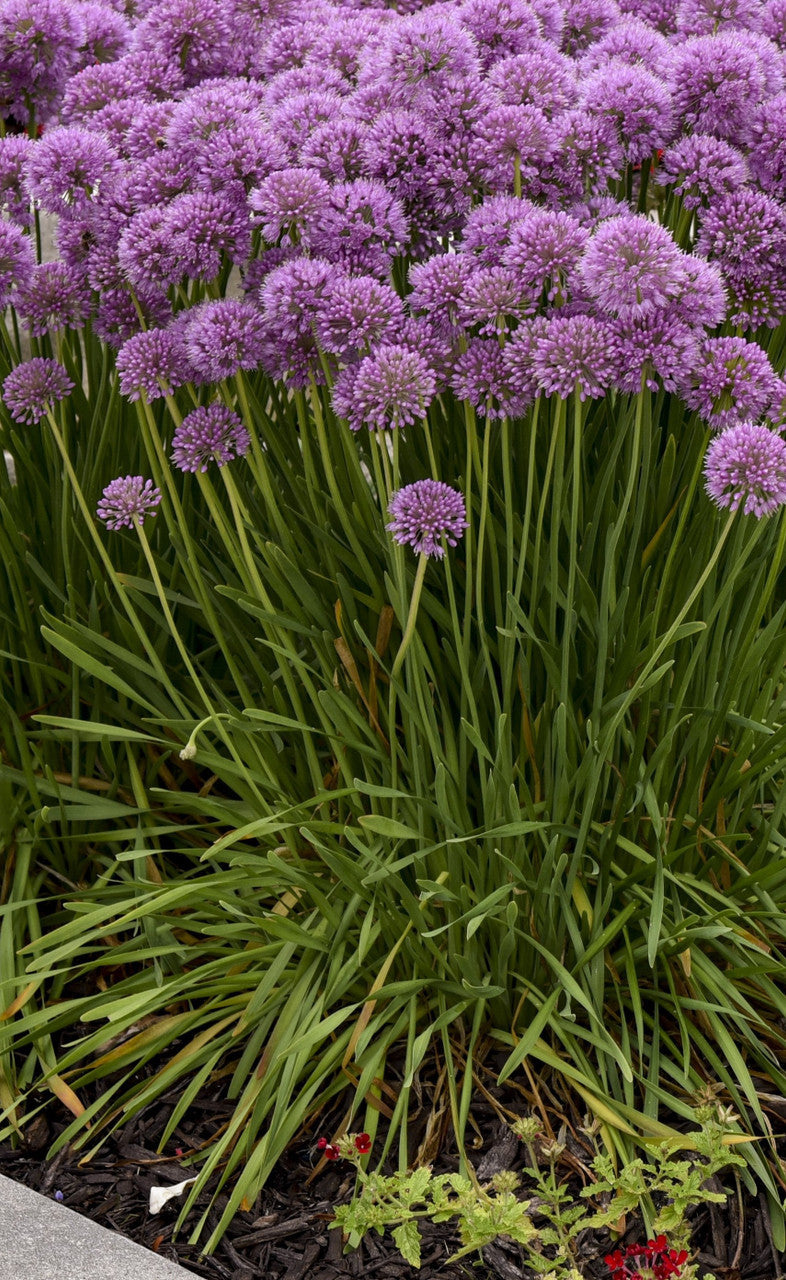'Serendipity' Allium - Premium Quart