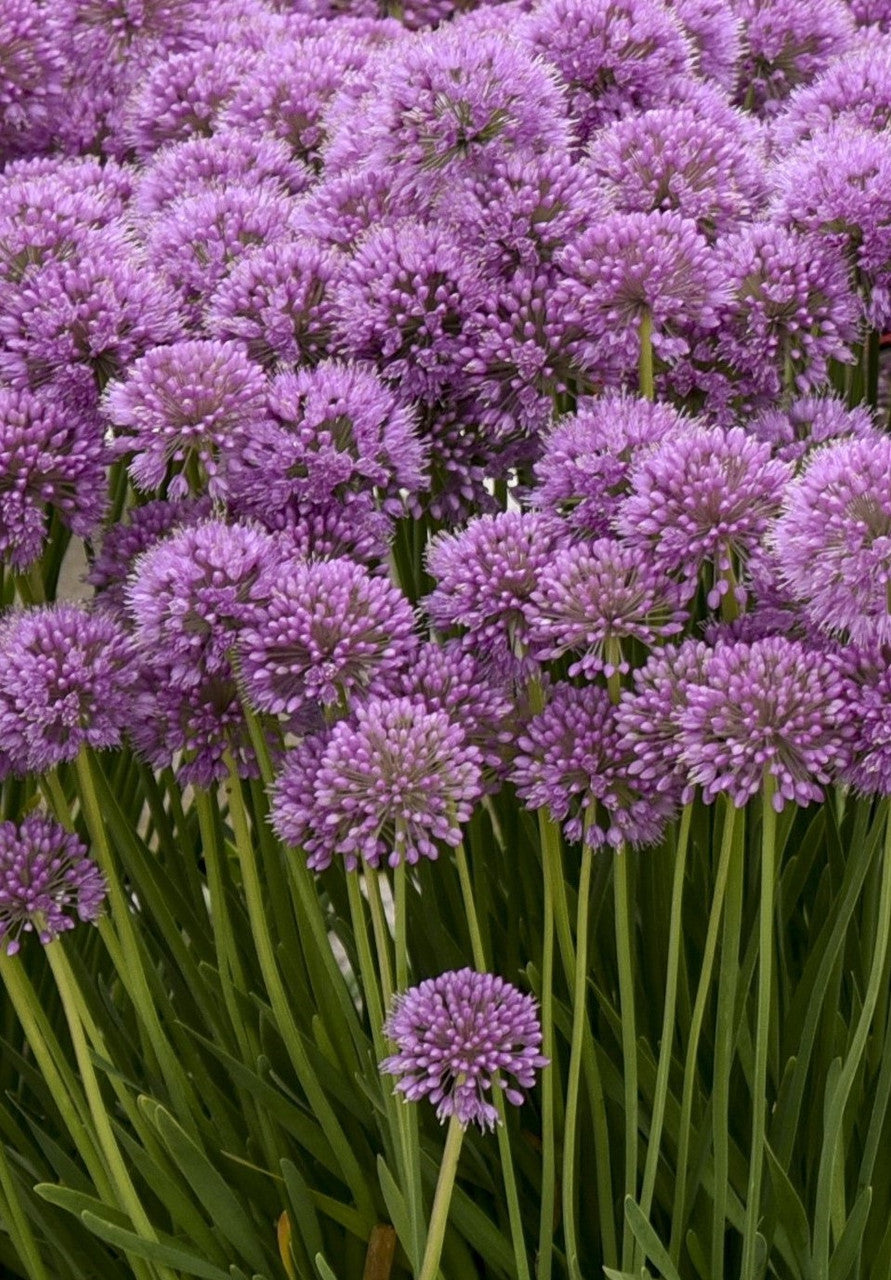'Serendipity' Allium - Premium Quart