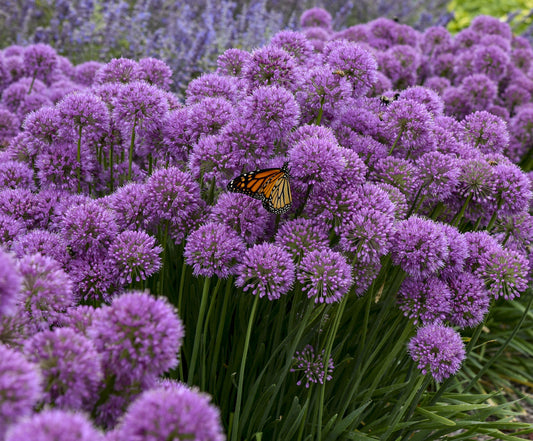'Serendipity' Allium - Premium Quart