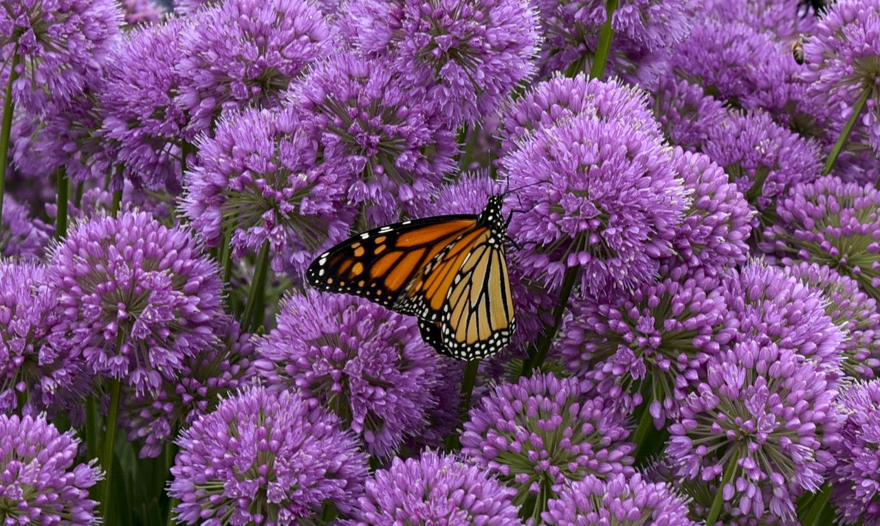 'Serendipity' Allium - Premium Quart