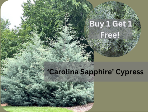 Promotional banner with images of apple trees and cypress trees, featuring text about sales and offers.