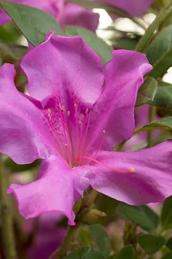 Autumn Royalty® Encore Azalea