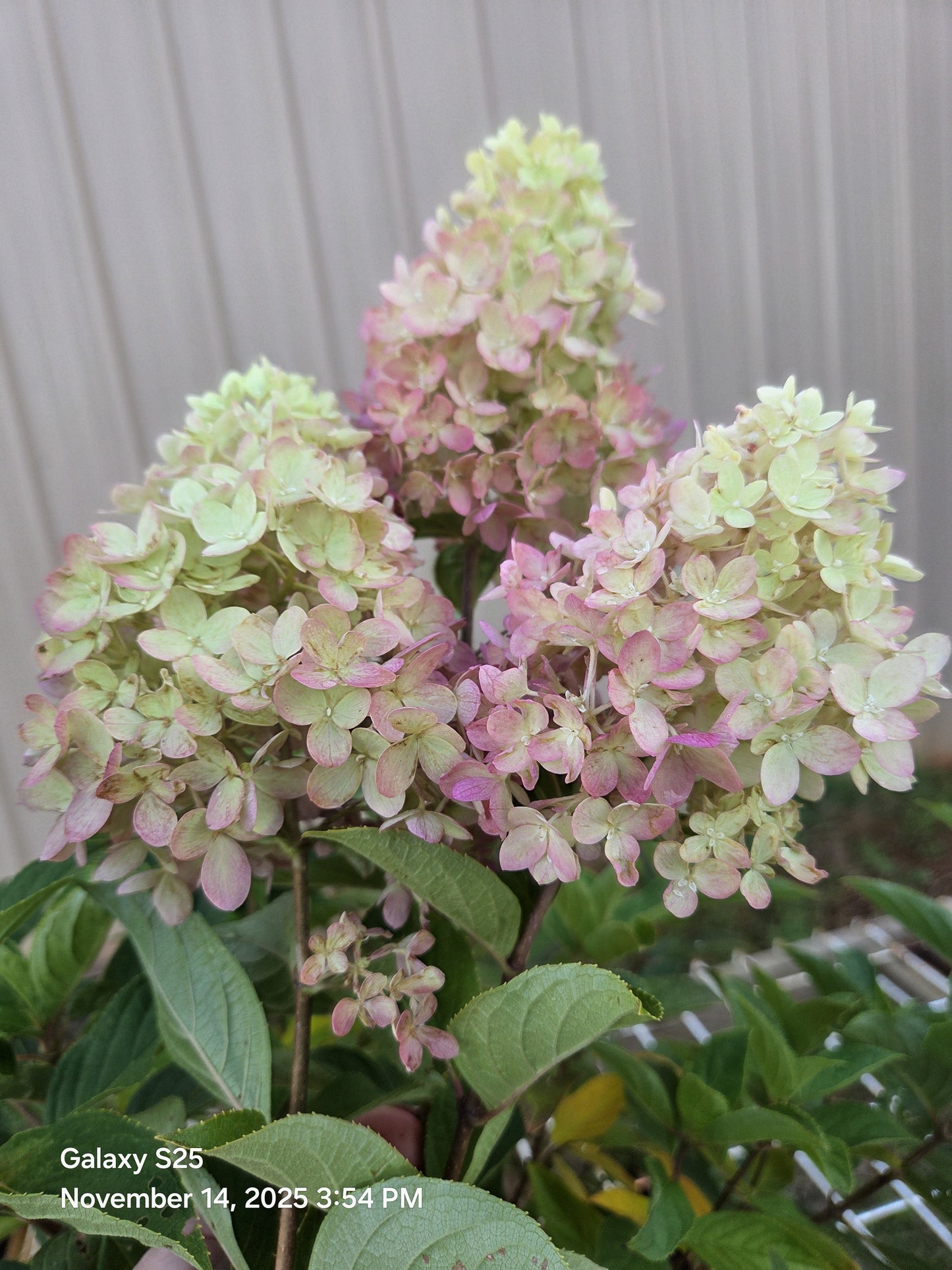 Dragon Baby Hardy Hydrangea ™  | Compact Panicle Hydrangea