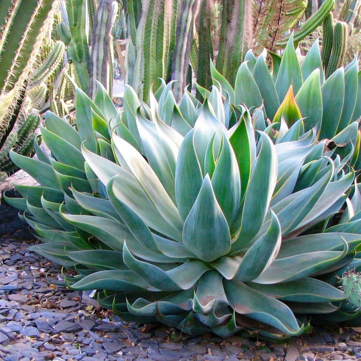 Blue Flame Agave | Agave 'Blue Flame'