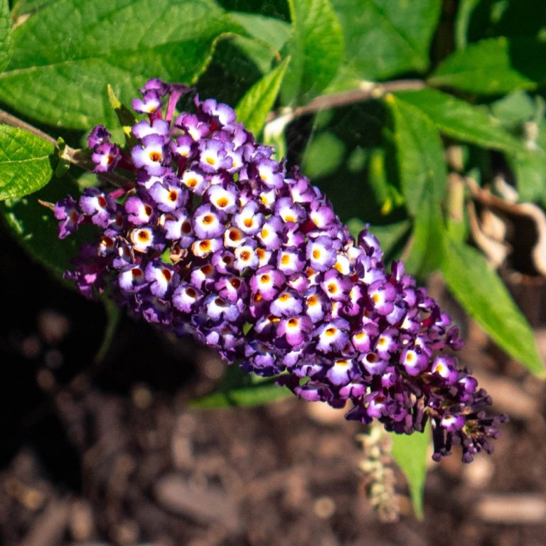 Blueberry Pie™ Butterfly Bush – Fragrant Purple-Blue Blooms That Attract Pollinators