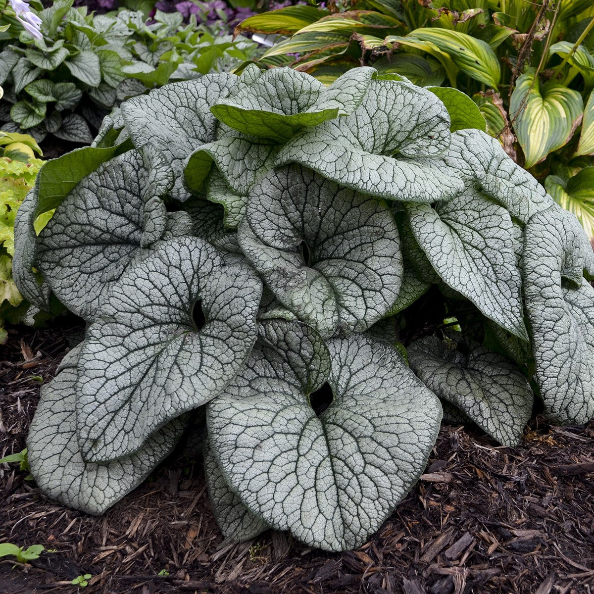 Brunnera 'Queen of Hearts' – Proven Winners Shade Perennial