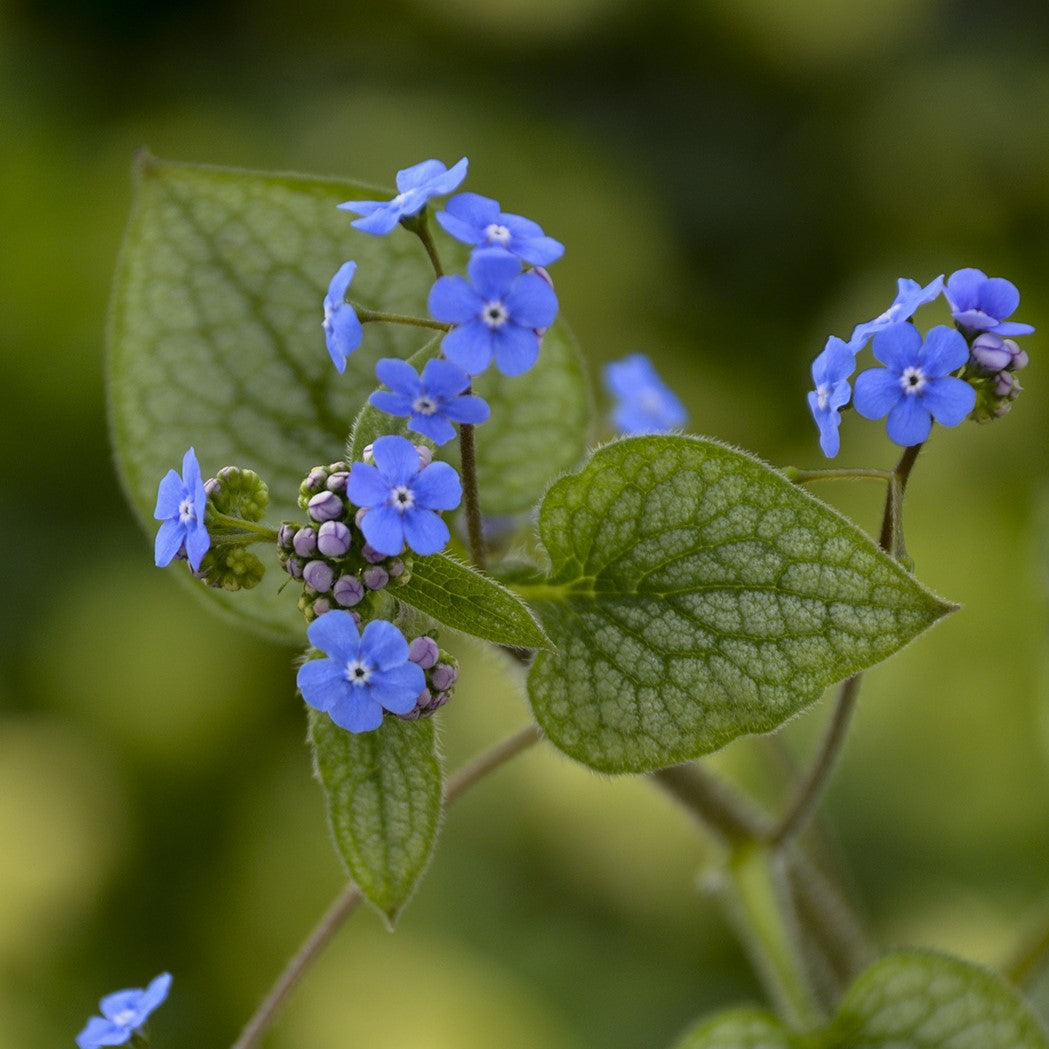 Brunnera 'Queen of Hearts' – Proven Winners Shade Perennial