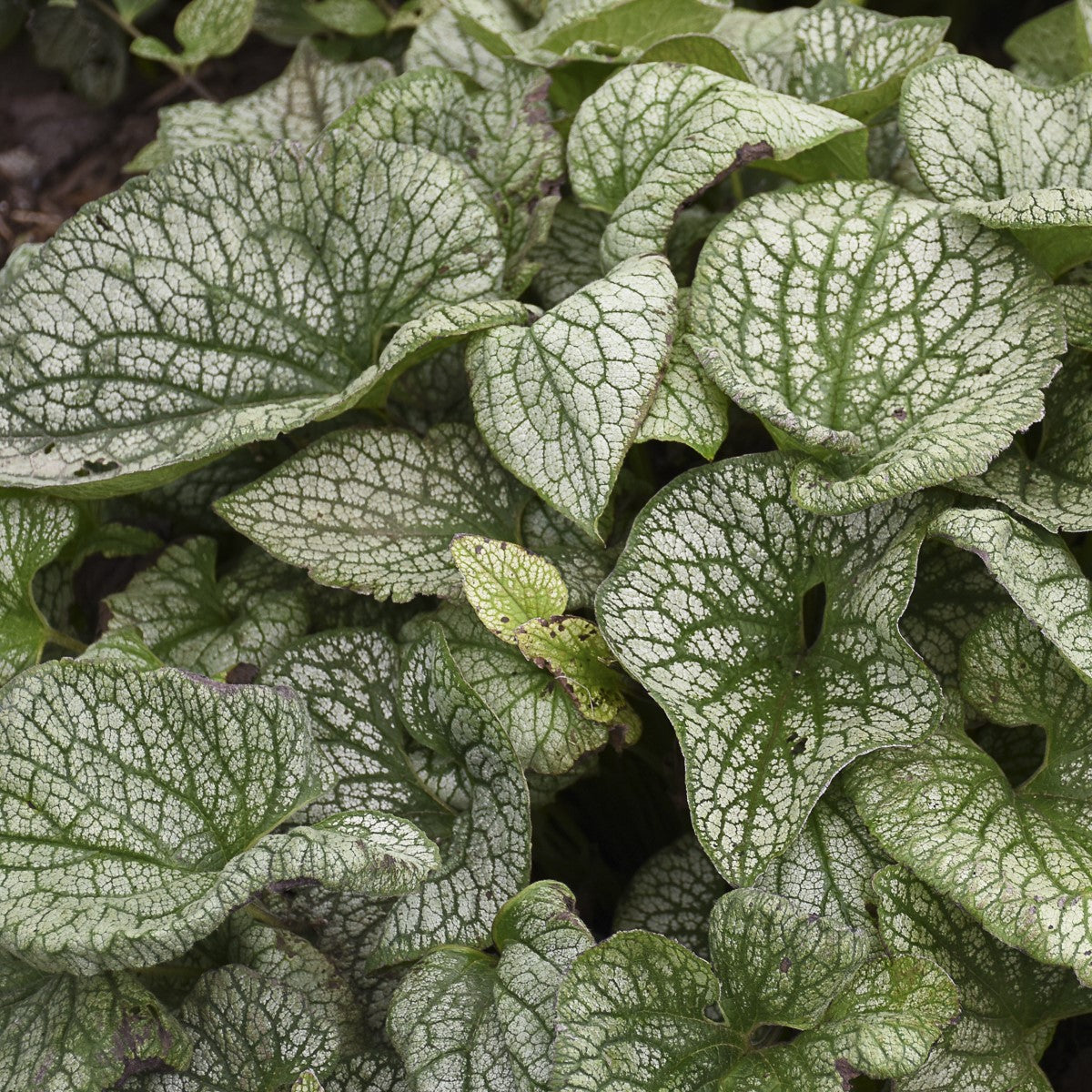 Brunnera 'Queen of Hearts' – Proven Winners Shade Perennial