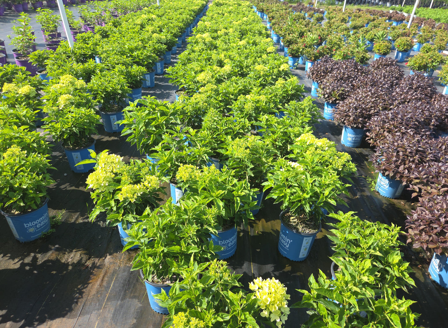 Bubble Bath™ Hardy Hydrangea | Hydrangea paniculata 'Bokomabou'