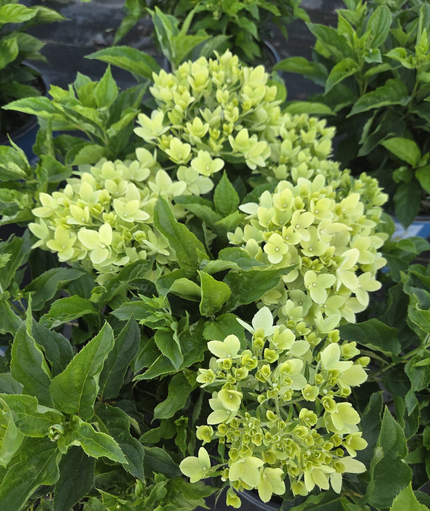 Bubble Bath™ Hardy Hydrangea | Hydrangea paniculata 'Bokomabou'