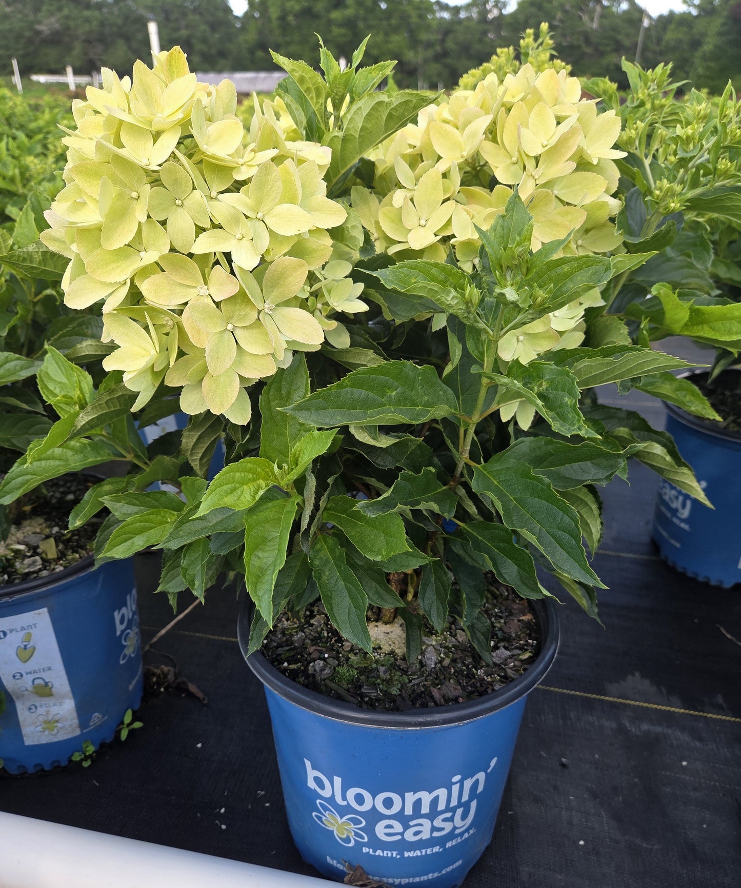 Bubble Bath™ Hardy Hydrangea | Hydrangea paniculata 'Bokomabou'
