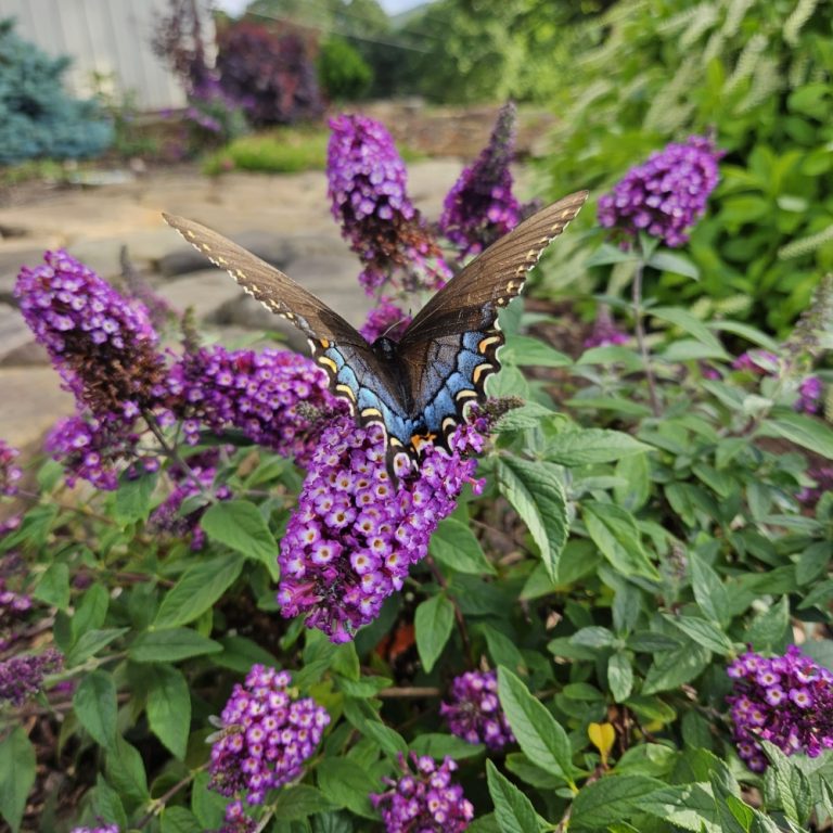 Blueberry Pie™ Butterfly Bush – Fragrant Purple-Blue Blooms That Attract Pollinators