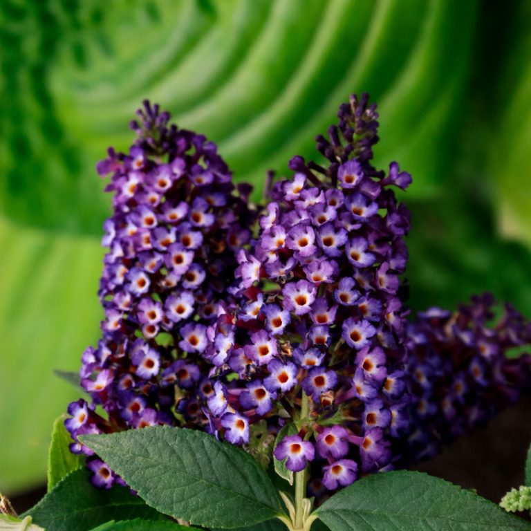 Blueberry Pie™ Butterfly Bush – Fragrant Purple-Blue Blooms That Attract Pollinators