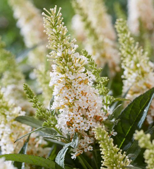 Li'l Coconut™ Butterfly Bush (Buddleia)