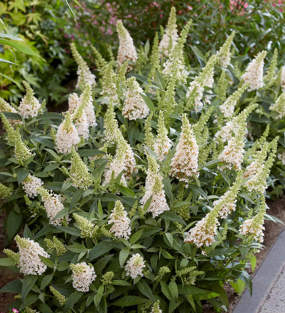 Li'l Coconut™ Butterfly Bush (Buddleia)